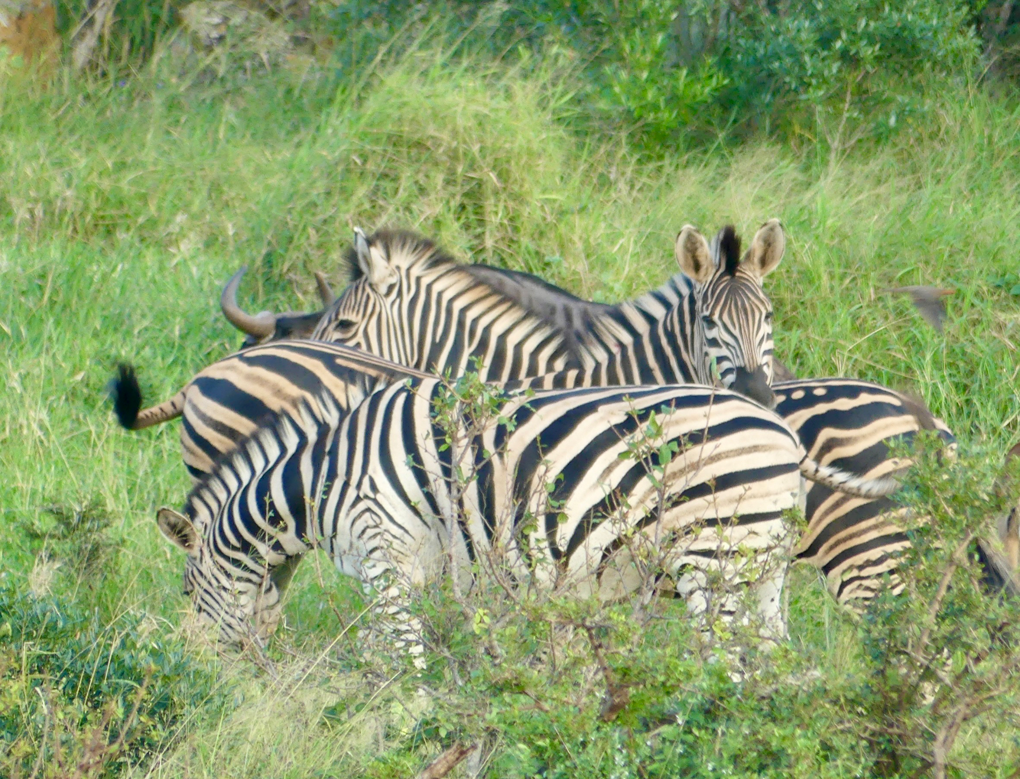 Plains Zebras